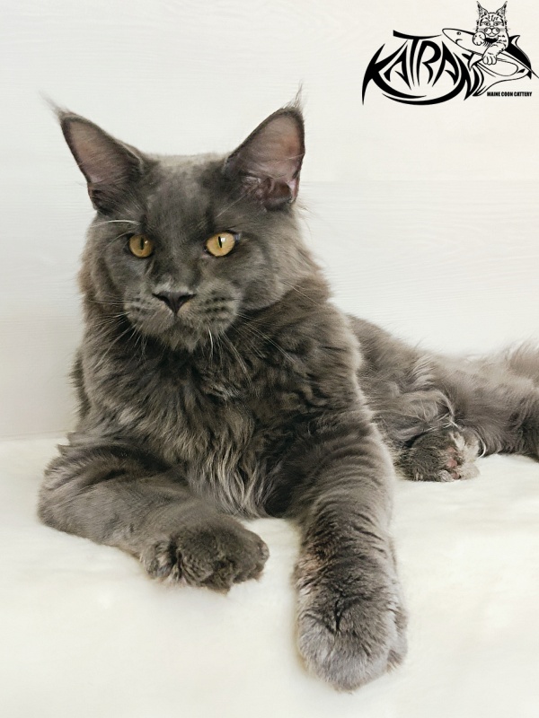 Katran Everest - Кошеня мейн-кун 6 місяців 2 тижні