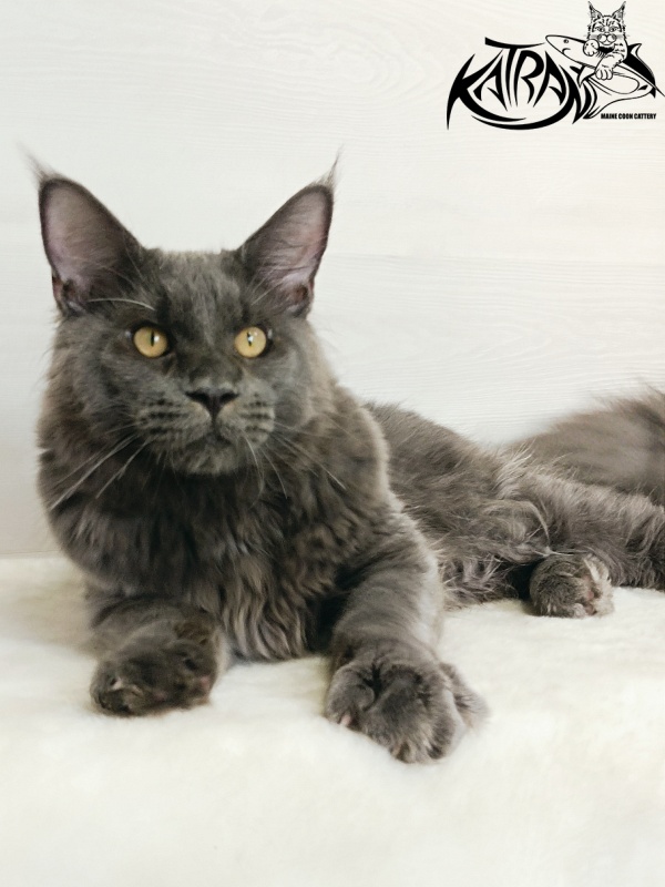 Katran Everest - Кошеня мейн-кун 6 місяців 2 тижні
