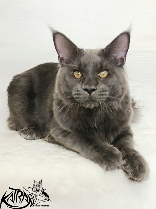 Katran Everest - Кошеня мейн-кун 6 місяців 2 тижні