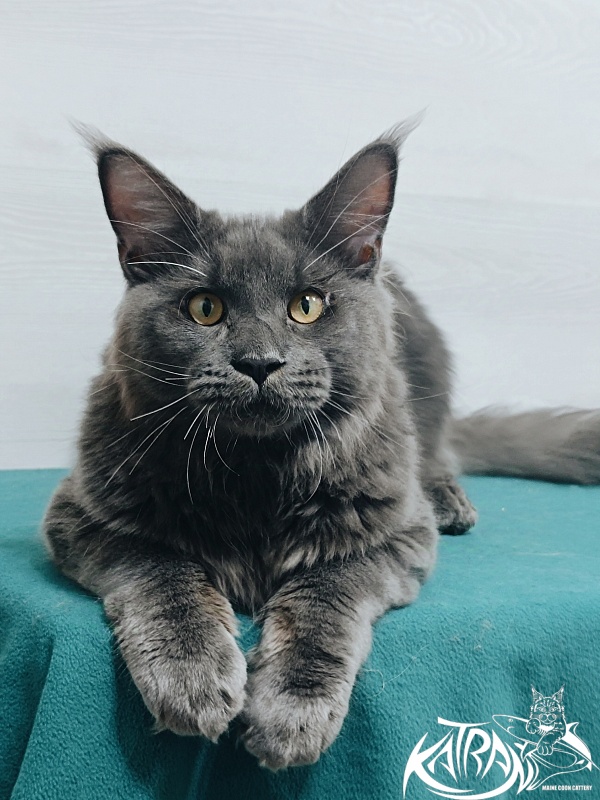 Katran Everest - Юніор мейн-кун 7 місяців