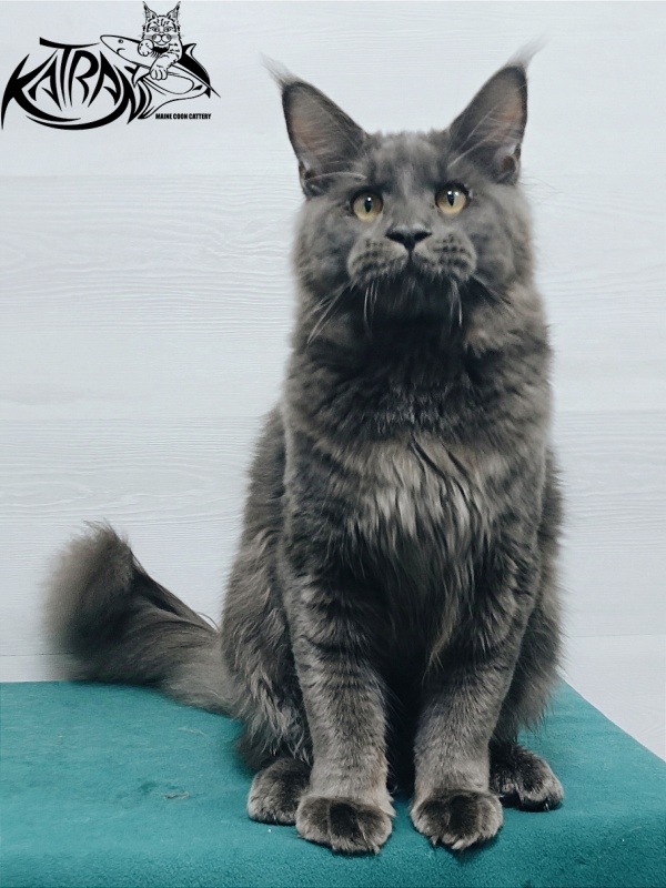 Katran Everest - Юніор мейн-кун 7 місяців