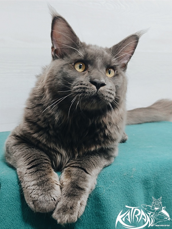 Katran Everest - Юніор мейн-кун 7 місяців