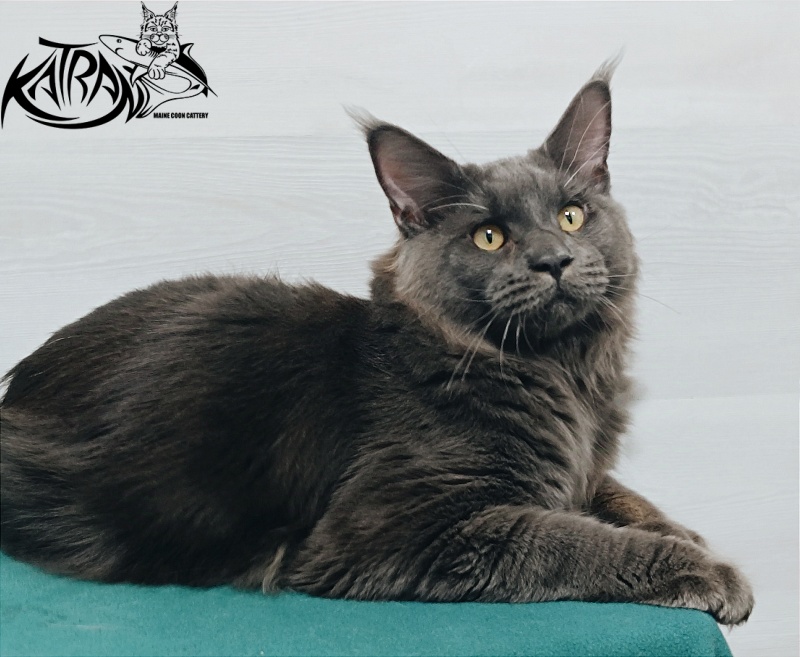 Katran Everest - Юніор мейн-кун 7 місяців