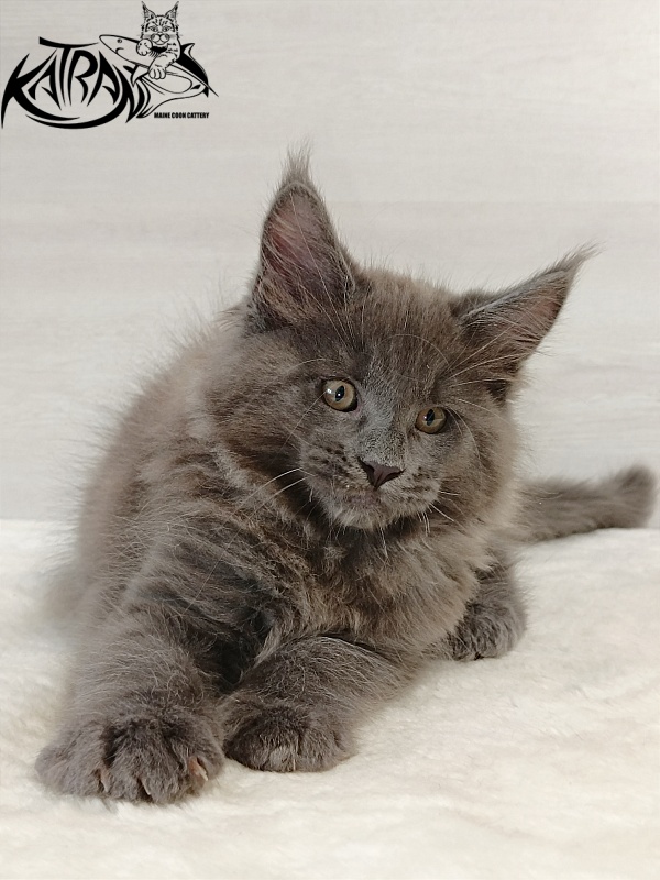 Katran Everest - Кошеня мейн-кун 2 місяця
