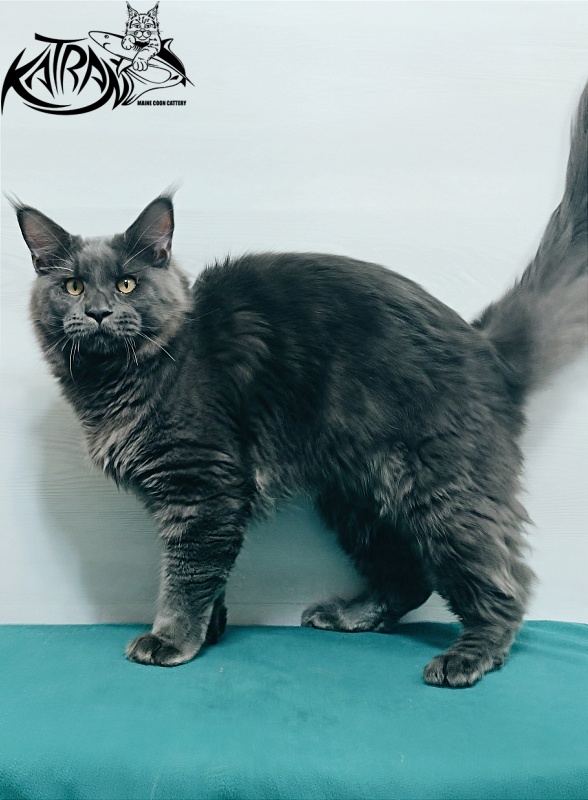 Katran Everest - Юніор мейн-кун 7 місяців