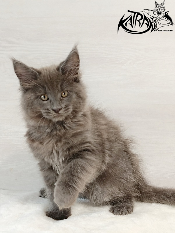 Katran Everest - Кошеня мейн-кун 2 місяця