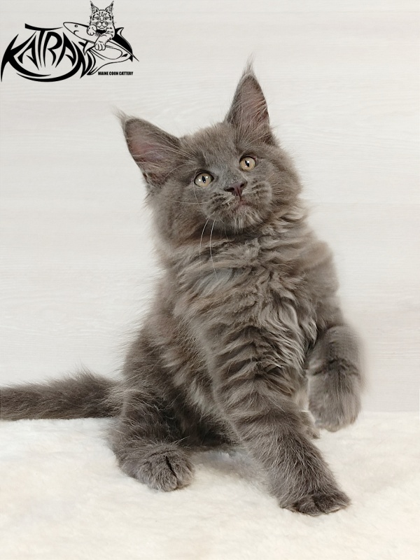 Katran Everest - Кошеня мейн-кун 2 місяця