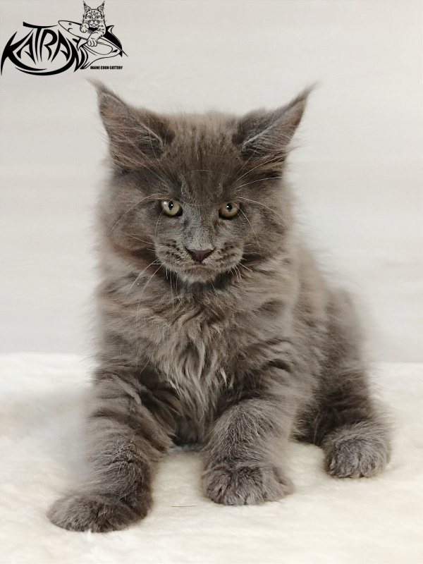 Katran Everest - Кошеня мейн-кун 2 місяця