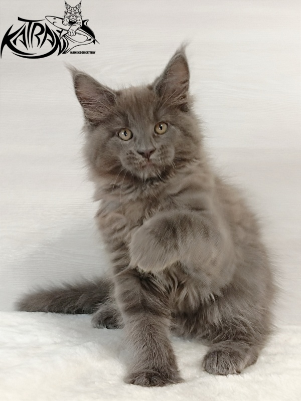 Katran Everest - Кошеня мейн-кун 2 місяця