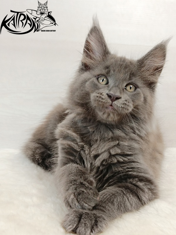 Katran Eclair - Kitten maine-coon 2 months