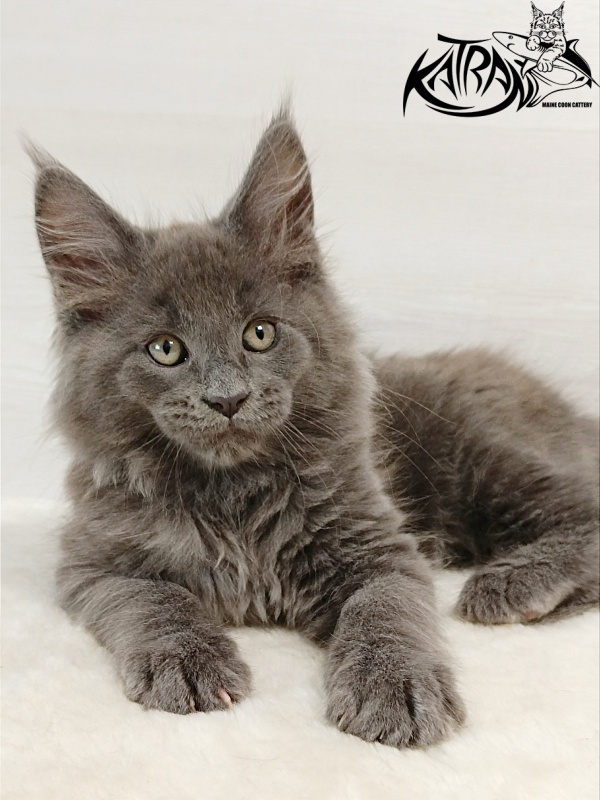 Katran Eclair - Kitten maine-coon 2 months