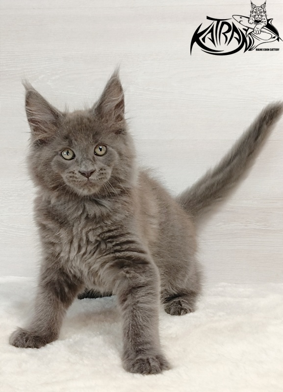 Katran Eclair - Kitten maine-coon 2 months
