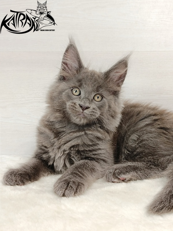 Katran Eclair - Kitten maine-coon 2 months