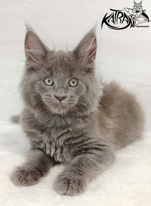 Katran Eclair - Kitten maine-coon 2 months