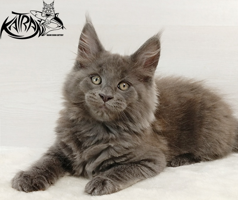 Katran Eclair - Kitten maine-coon 2 months
