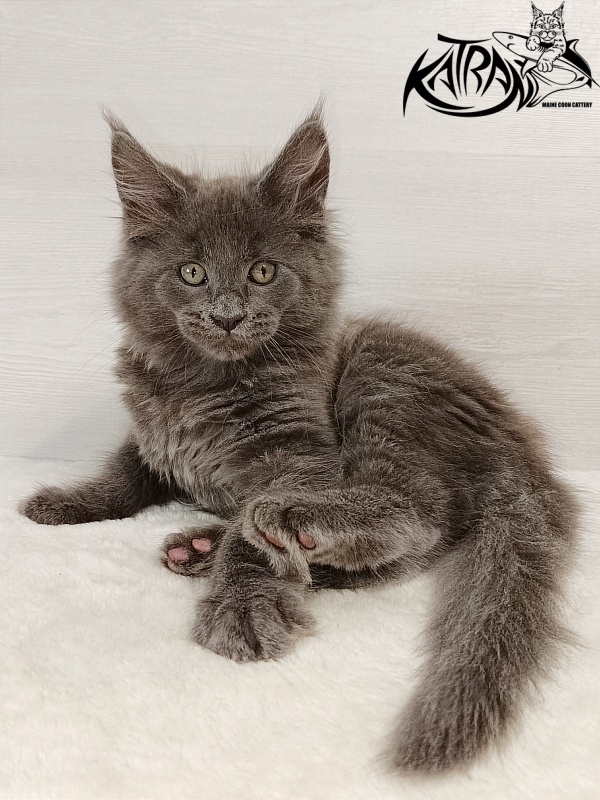 Katran Eclair - Kitten maine-coon 2 months