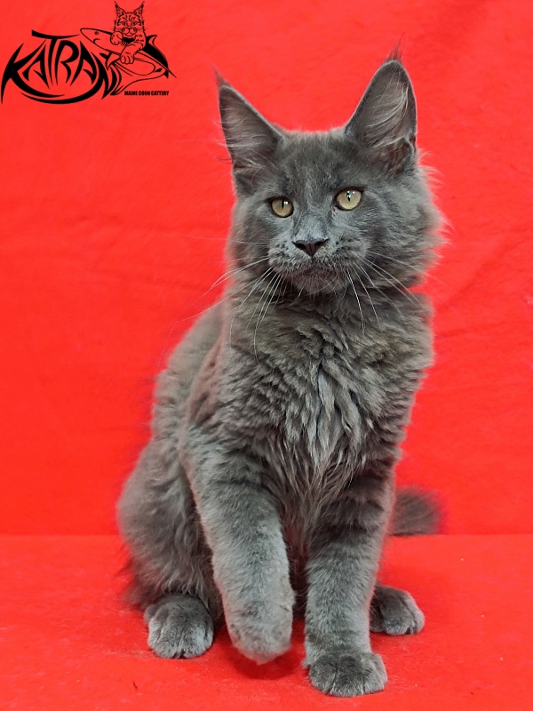 Katran Eclair - Kitten maine-coon 3 months 2 weeks