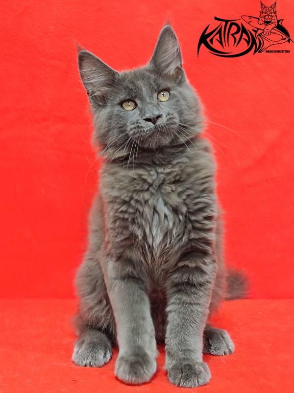 Katran Eclair - Kitten maine-coon 3 months 2 weeks