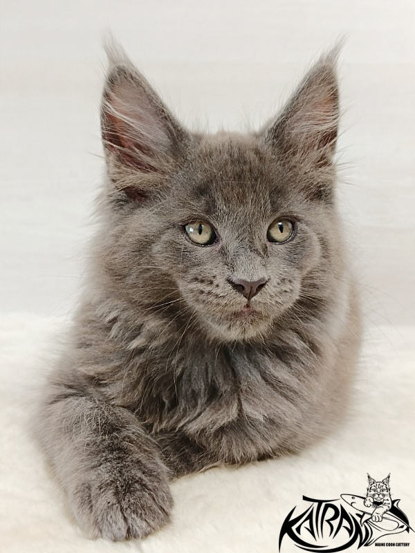Katran Eclair - Kitten maine-coon 2 months