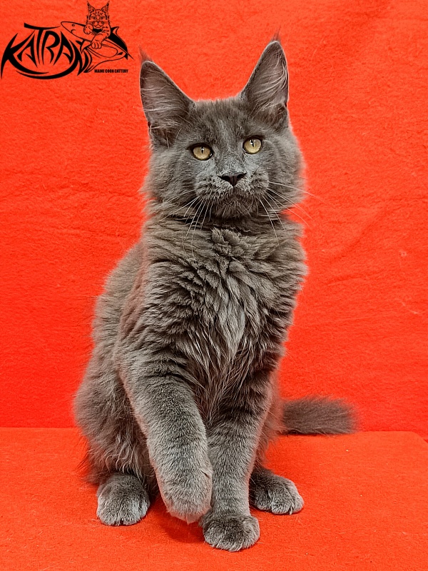 Katran Eclair - Kitten maine-coon 3 months 2 weeks
