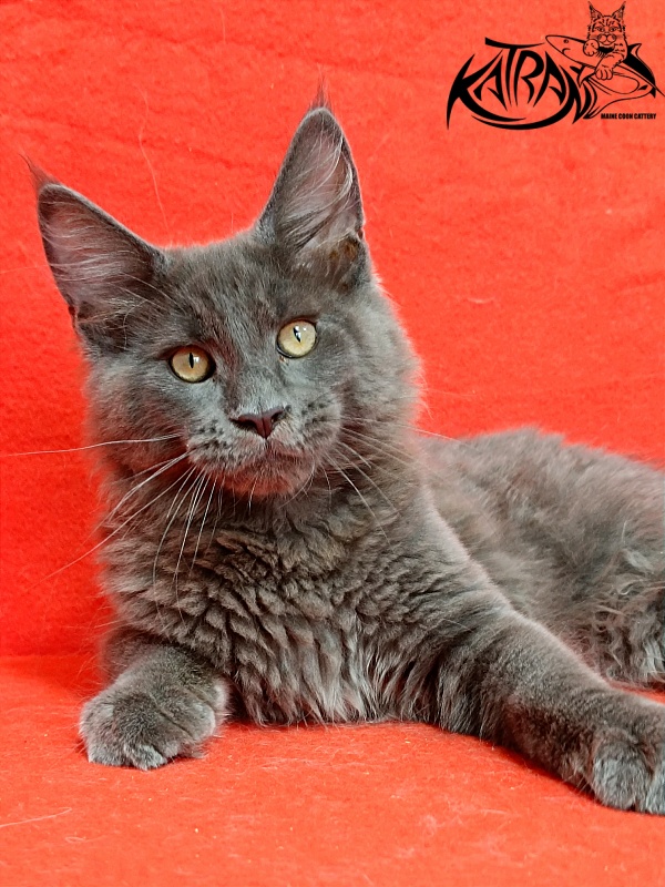 Katran Eclair - Kitten maine-coon 3 months 2 weeks