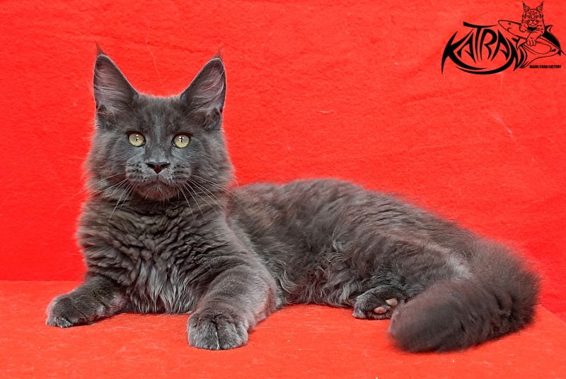 Katran Eclair - Kitten maine-coon 3 months 2 weeks