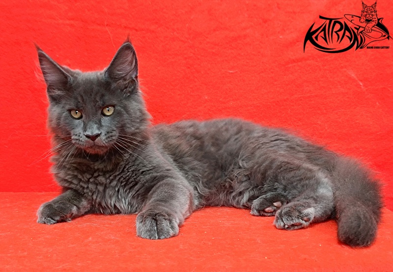 Katran Eclair - Kitten maine-coon 3 months 2 weeks