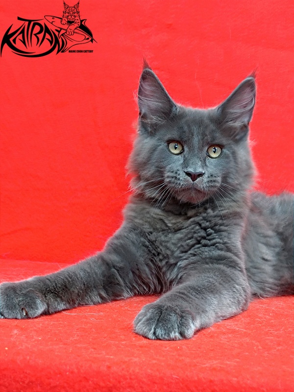 Katran Eclair - Kitten maine-coon 3 months 2 weeks