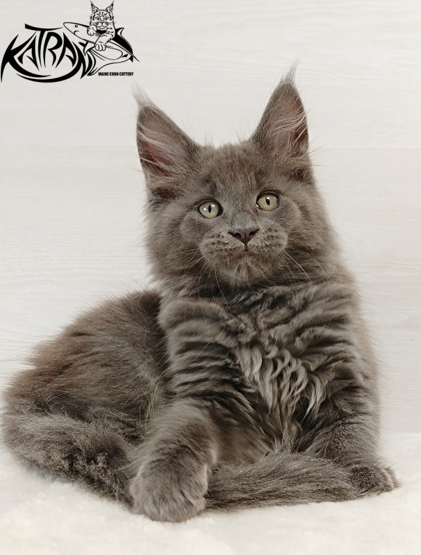 Katran Eclair - Kitten maine-coon 2 months