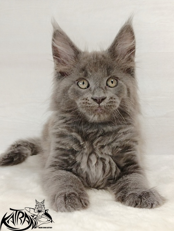 Katran Eclair - Kitten maine-coon 2 months
