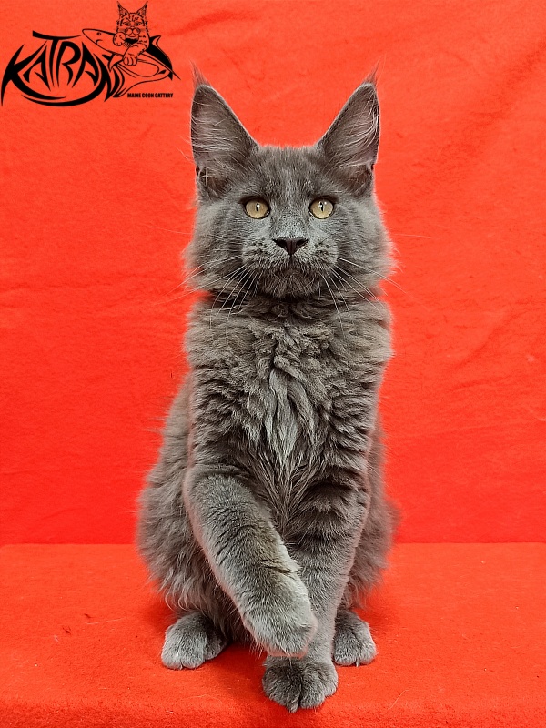 Katran Eclair - Kitten maine-coon 3 months 2 weeks