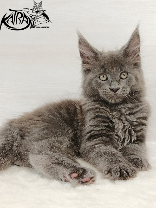 Katran Eclair - Kitten maine-coon 2 months
