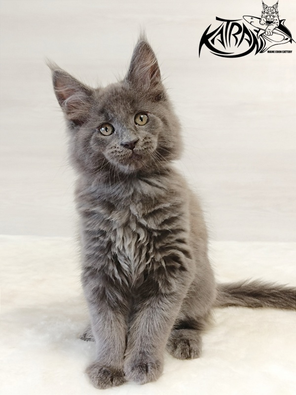 Katran Eclair - Kitten maine-coon 2 months