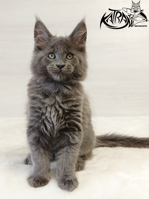Katran Eclair - Kitten maine-coon 2 months