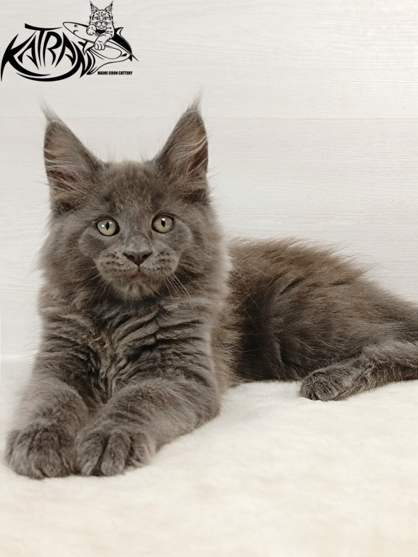 Katran Eclair - Kitten maine-coon 2 months