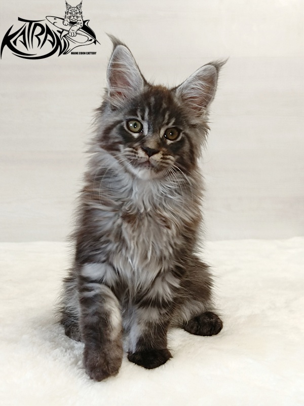Katran Elroy - Котенок мейн-кун 2 месяца