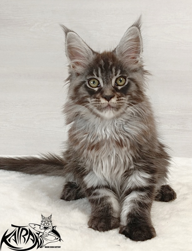 Katran Elroy - Котенок мейн-кун 2 месяца