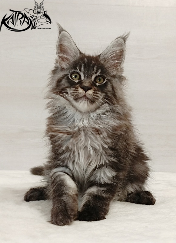 Katran Elroy - Котенок мейн-кун 2 месяца