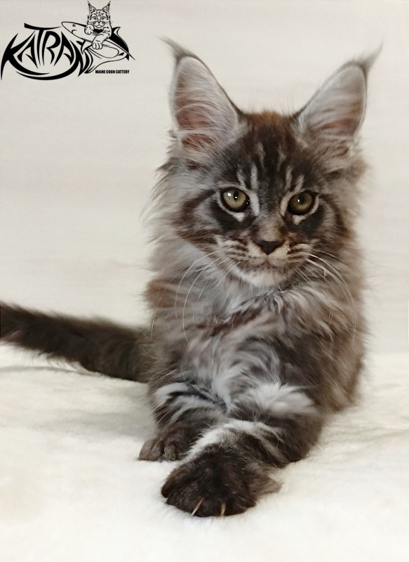 Katran Elroy - Котенок мейн-кун 2 месяца
