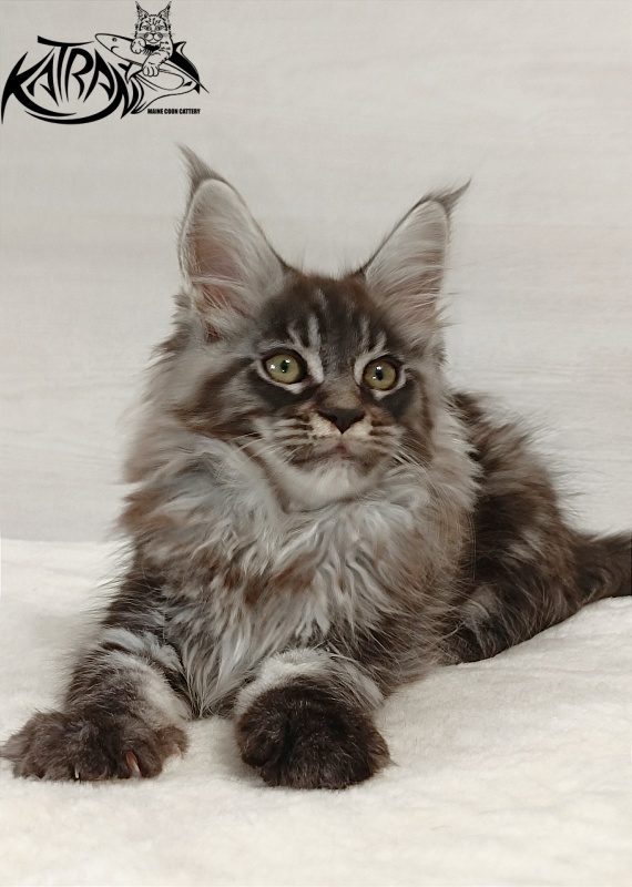 Katran Elroy - Котенок мейн-кун 2 месяца