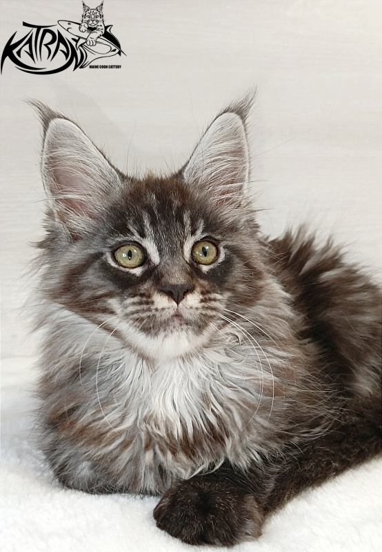 Katran Elroy - Котенок мейн-кун 2 месяца