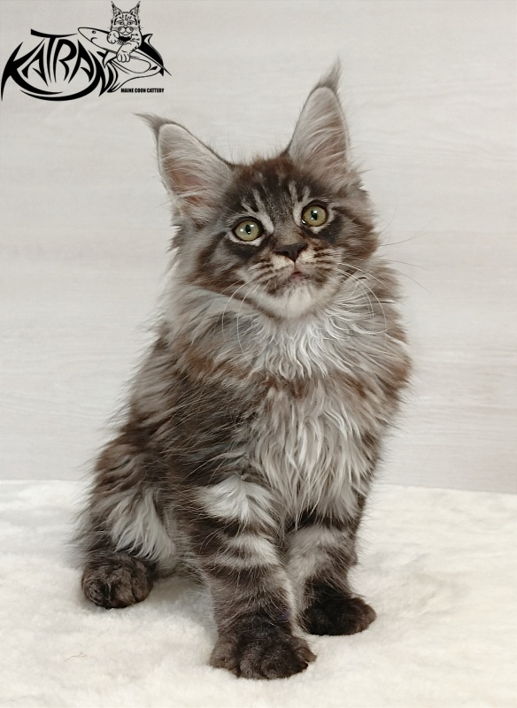 Katran Elroy - Котенок мейн-кун 2 месяца