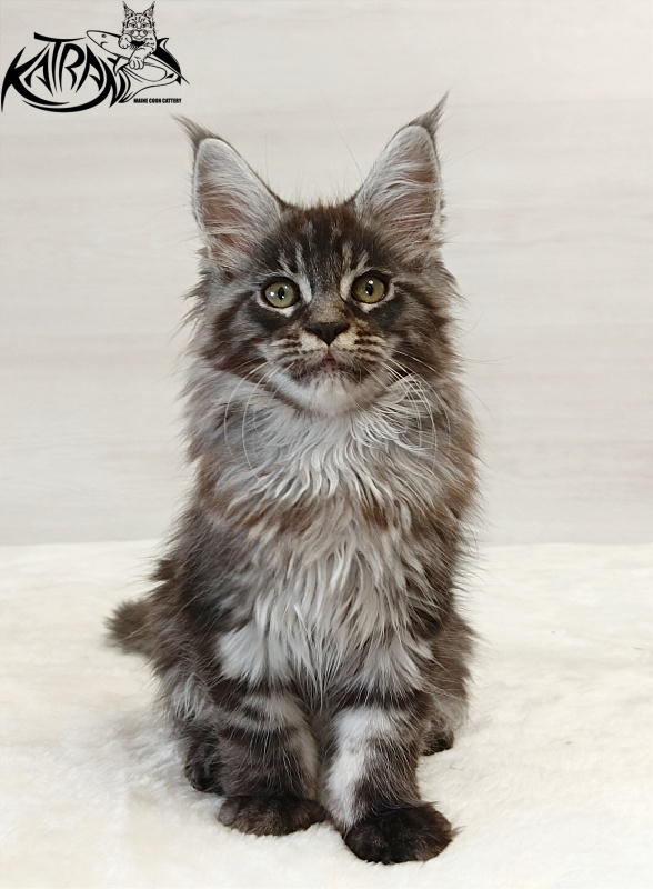 Katran Elroy - Котенок мейн-кун 2 месяца