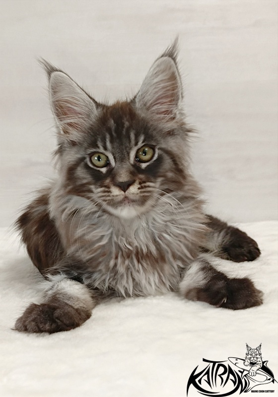 Katran Elroy - Котенок мейн-кун 2 месяца