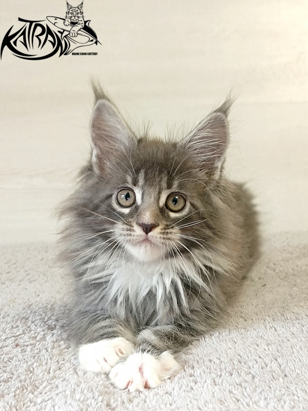 Katran Fiona - Кошеня мейн-кун 2 місяця