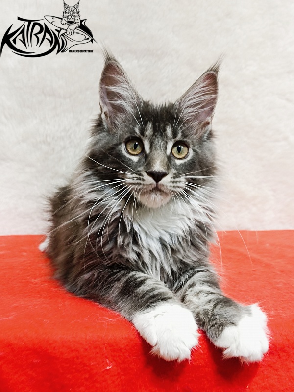 Katran Fiona - Кошеня мейн-кун 3 місяця 1,5 тиждень