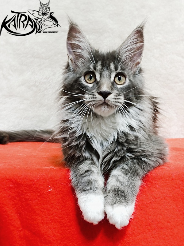 Katran Fiona - Кошеня мейн-кун 3 місяця 1,5 тиждень