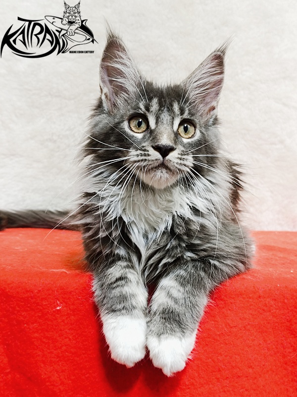 Katran Fiona - Кошеня мейн-кун 3 місяця 1,5 тиждень