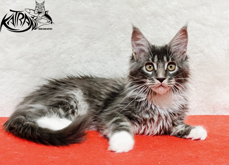 Katran Fiona - Кошеня мейн-кун 3 місяця 1,5 тиждень