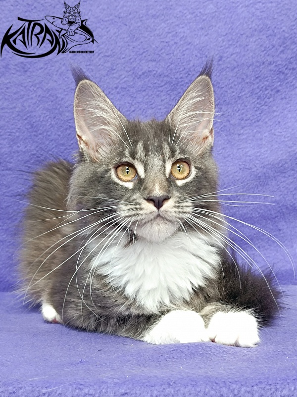 Katran Fiona - Кошеня мейн-кун 4 місяця